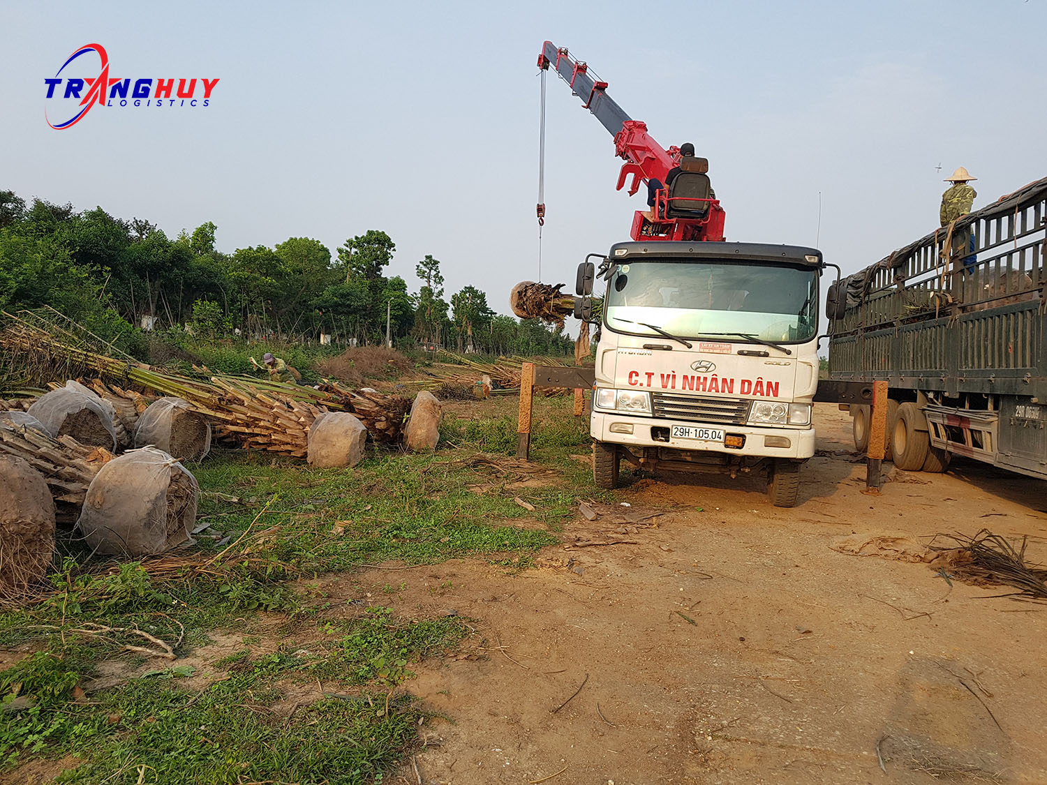 Cho thuê xe cẩu hàng cây xanh, cây cảnh