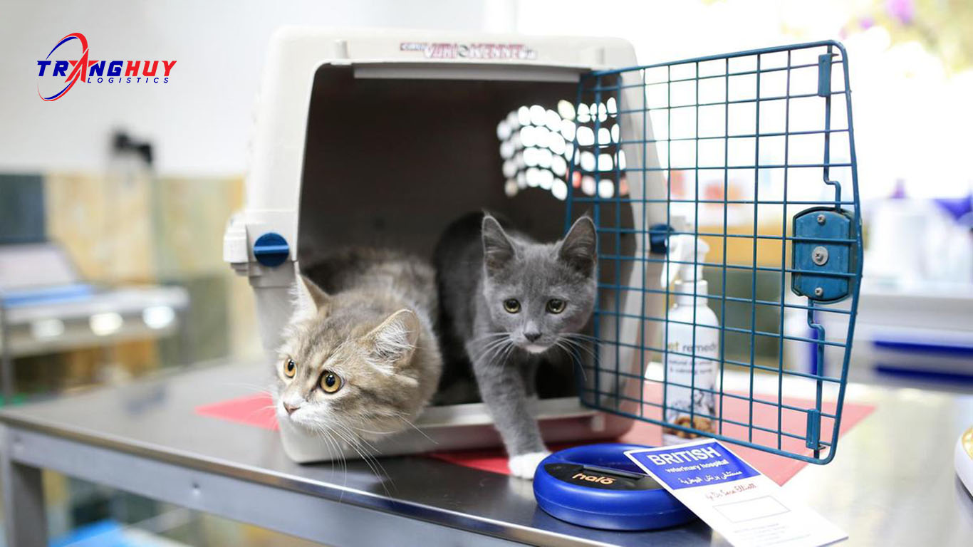 Dịch vụ vận chuyển pet